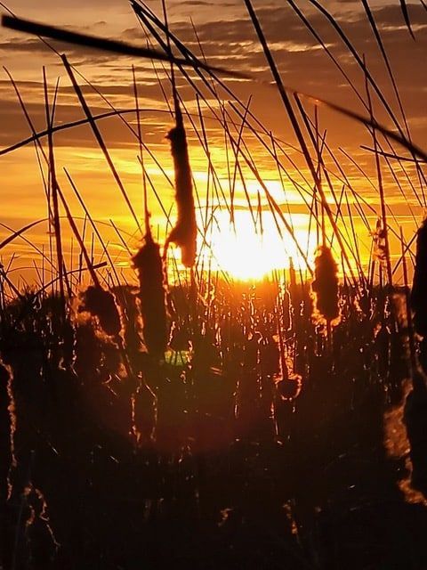 The sun is setting behind a field of tall grass.