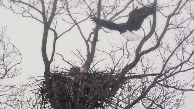 White egret standing on a log in a calm body of water, reflecting its image. Tall grasses line the background.