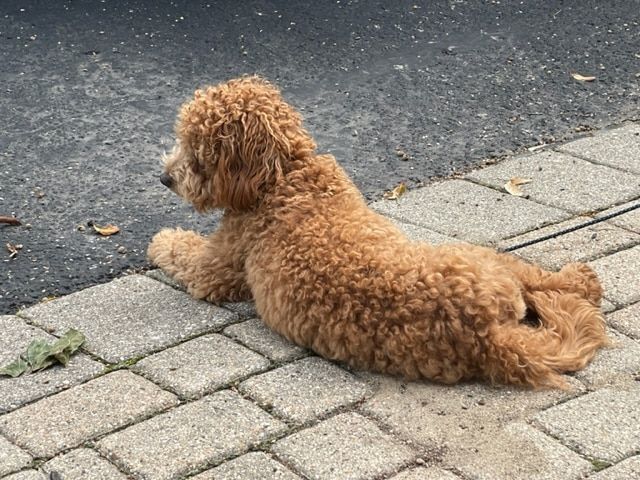 A small brown dog is laying on a brick sidewalk.