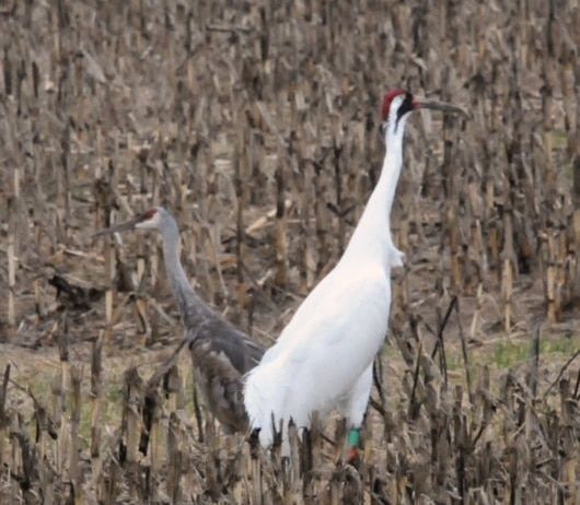 Two cranes are standing in a field of dry grass.