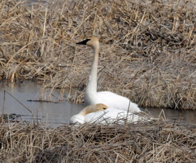 A couple of swans are swimming in the water