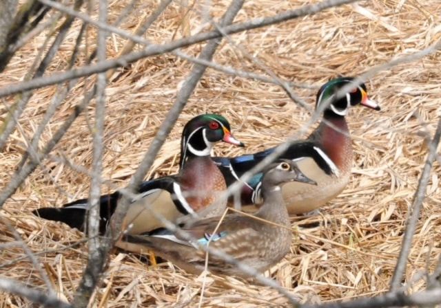 A couple of ducks sitting on top of a pile of hay