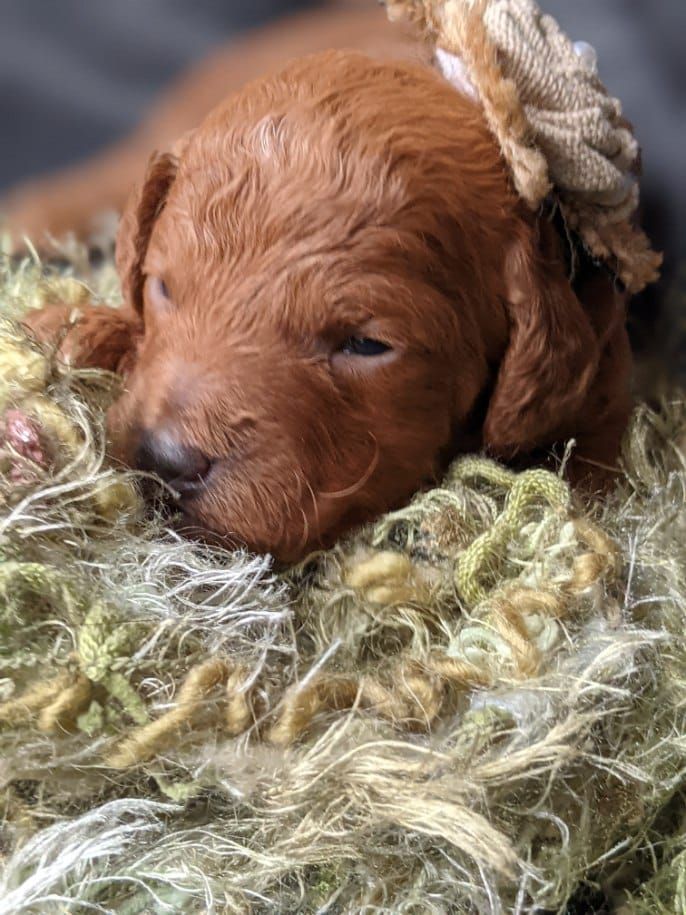 A brown puppy is sleeping on a pile of hay.