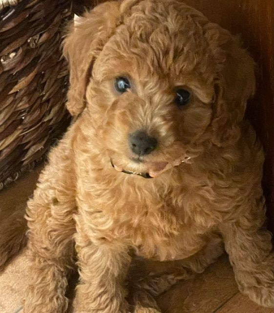 A small brown dog with blue eyes is sitting on the floor