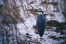 White egret standing on a log in a calm body of water, reflecting its image. Tall grasses line the background.