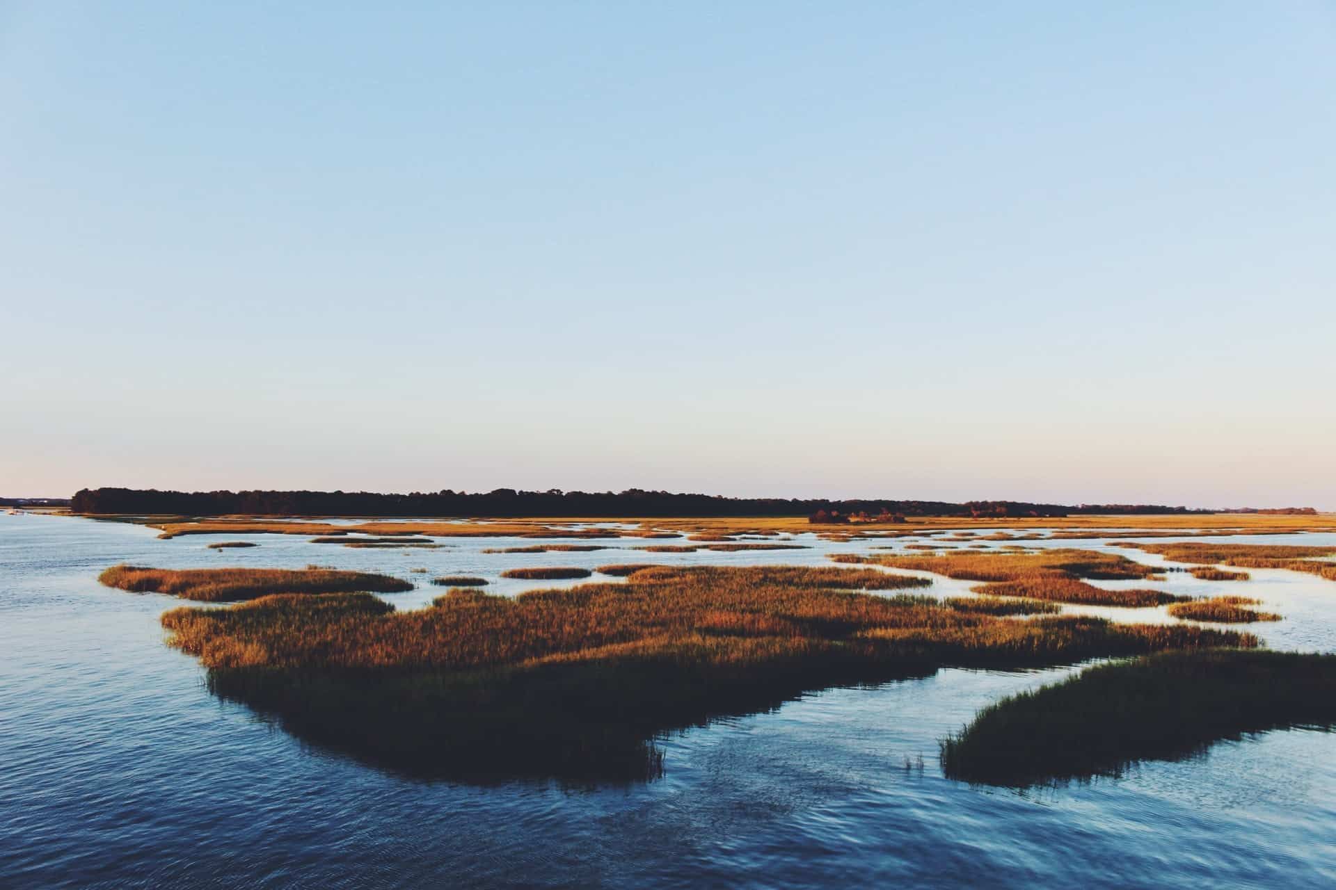 A large body of water with a lot of grass on the shore.