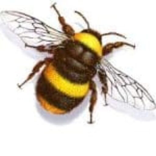 A close up of a bee with wings on a white background.