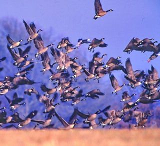 A large flock of geese are flying in the sky