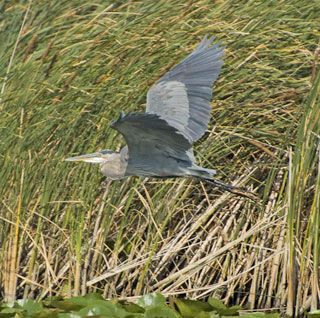 A bird is flying over a field of tall grass