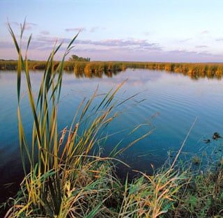 A large body of water with tall grass in the foreground