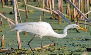 A white bird with a yellow beak is walking through a swamp.