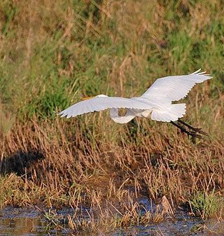 A white bird is flying over a swamp.