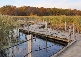 A wooden bridge over a body of water surrounded by tall grass.