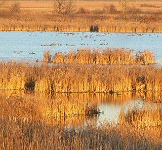 A large body of water surrounded by tall grass and ducks