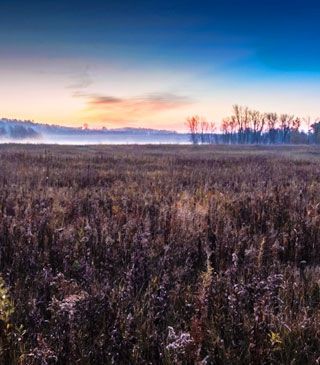A field of tall grass with trees in the background at sunset.