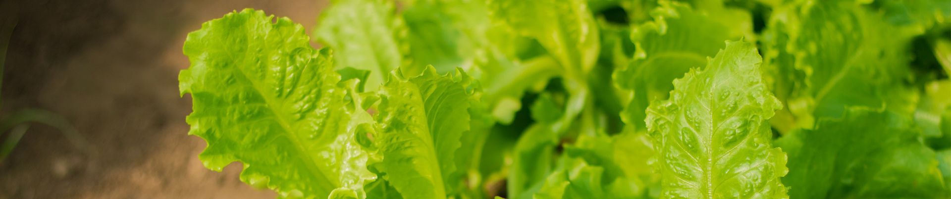 A close up of a bunch of celery leaves on a wooden table.