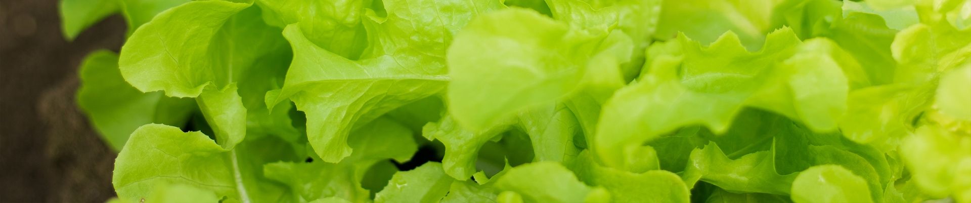 A close up of a bunch of green leaves on a plant.