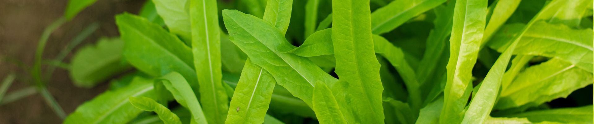 A close up of a bunch of green grass growing in the dirt.