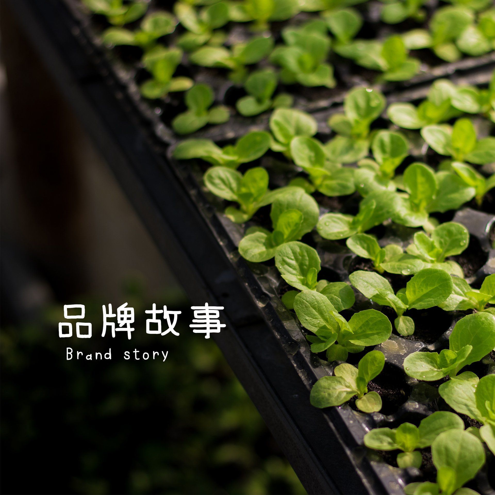 A tray of green plants with chinese writing on it