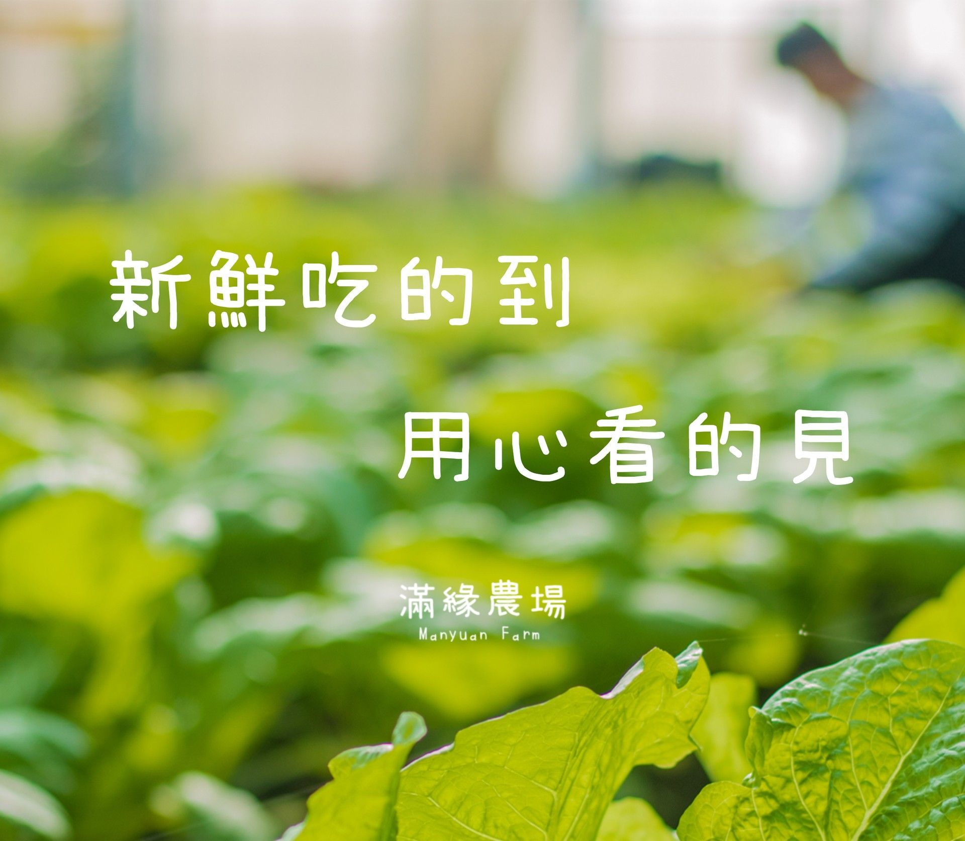 A picture of a field of green plants with chinese writing on it