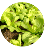 A circle with a bunch of green plants in it