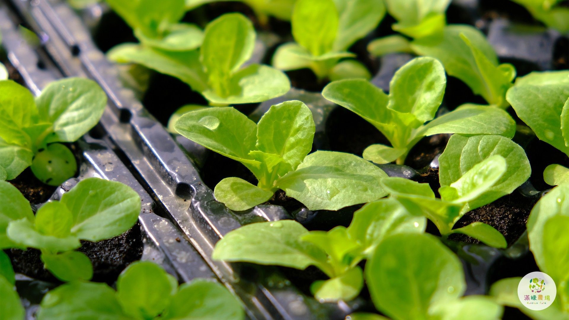 A bunch of small green plants are growing in a tray.