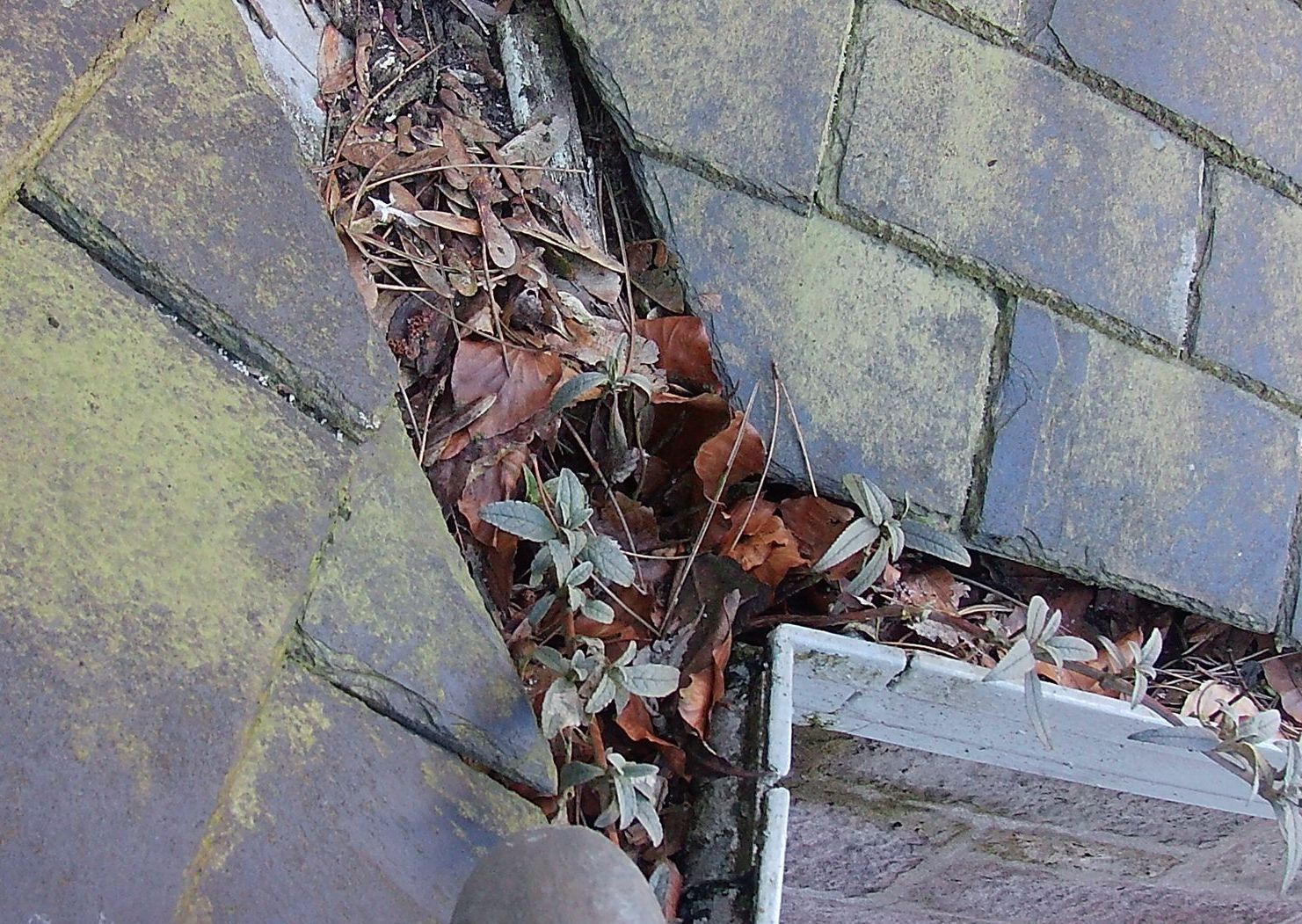 Blocked guttering needing cleaned in Aberdeen