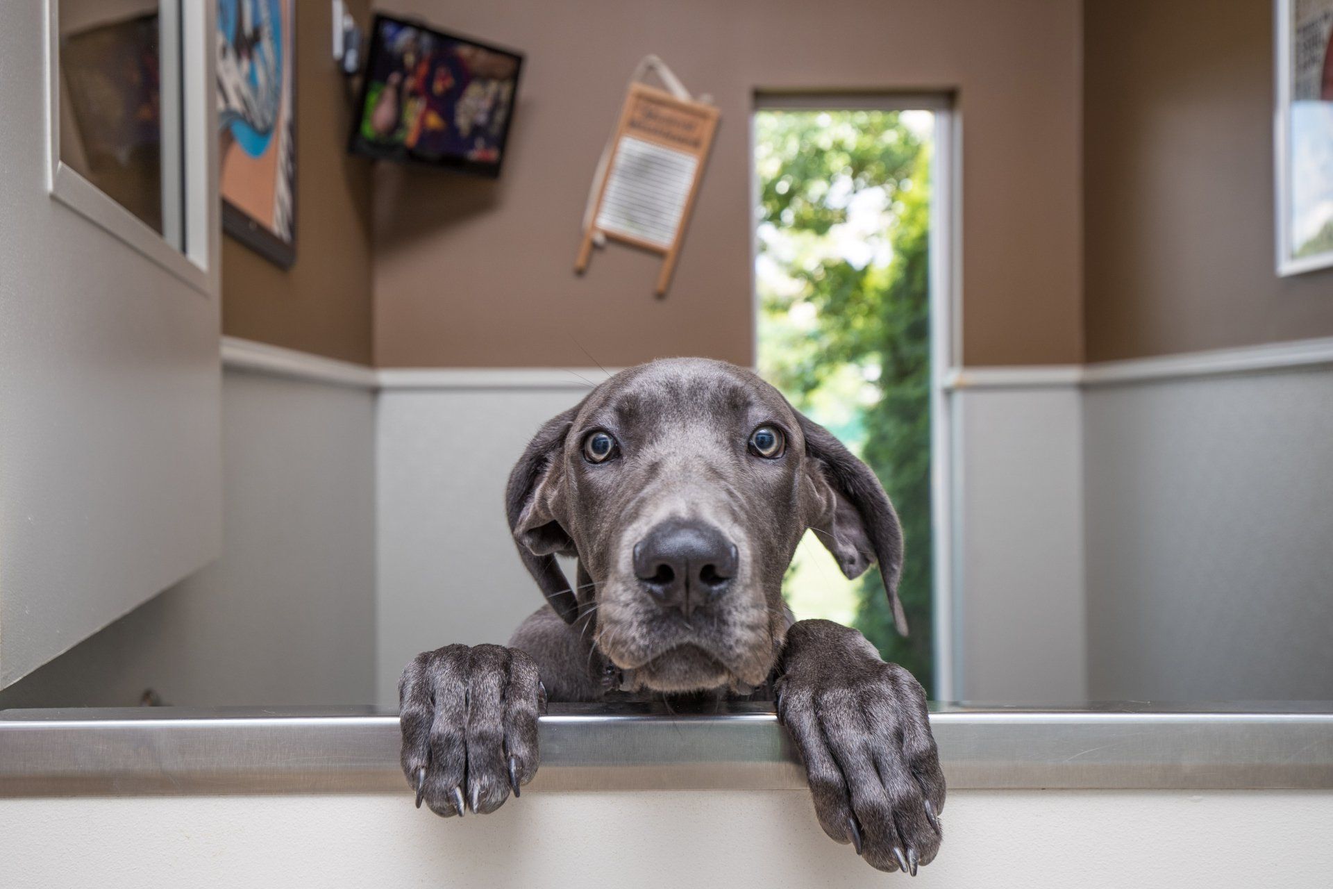 Holiday Barn dog portrait
