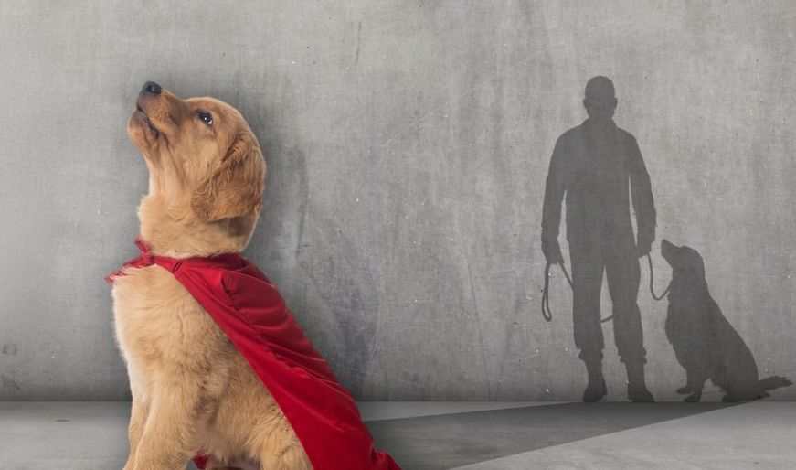 A puppy wearing a red cape is sitting in front of a shadow of a man.