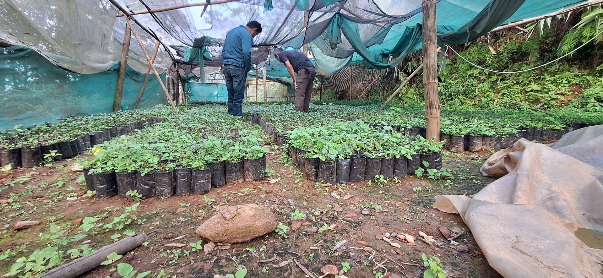 Two men are working in a greenhouse filled with lots of  coffee plants.