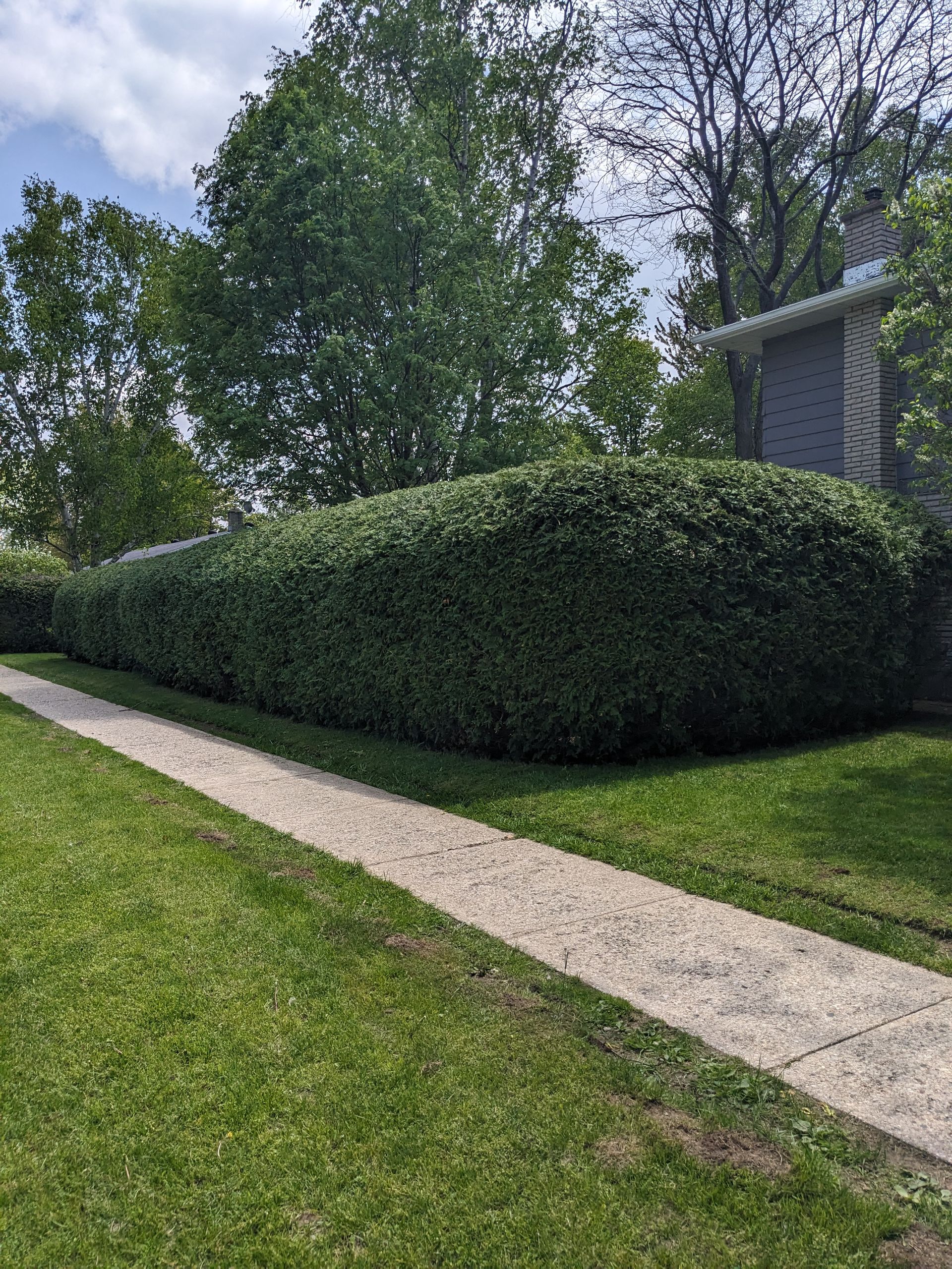 A sidewalk leading to a house surrounded by bushes and trees.