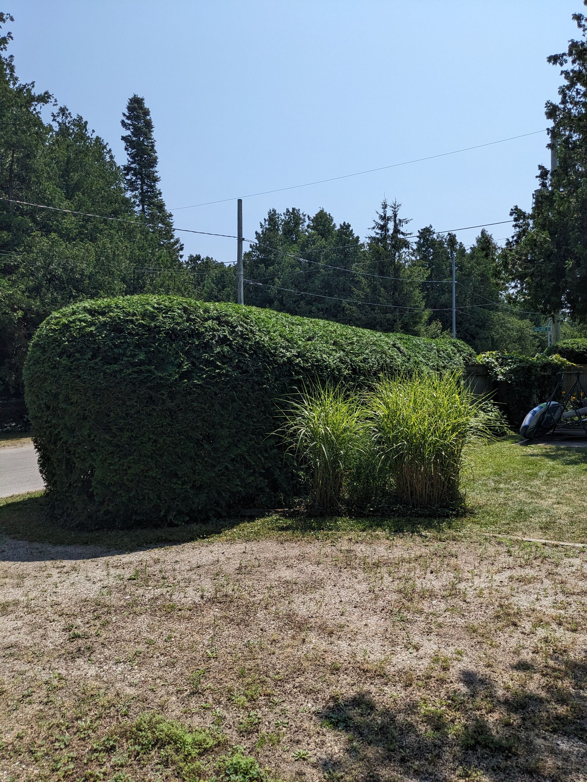 A large hedge is in the middle of a grassy field