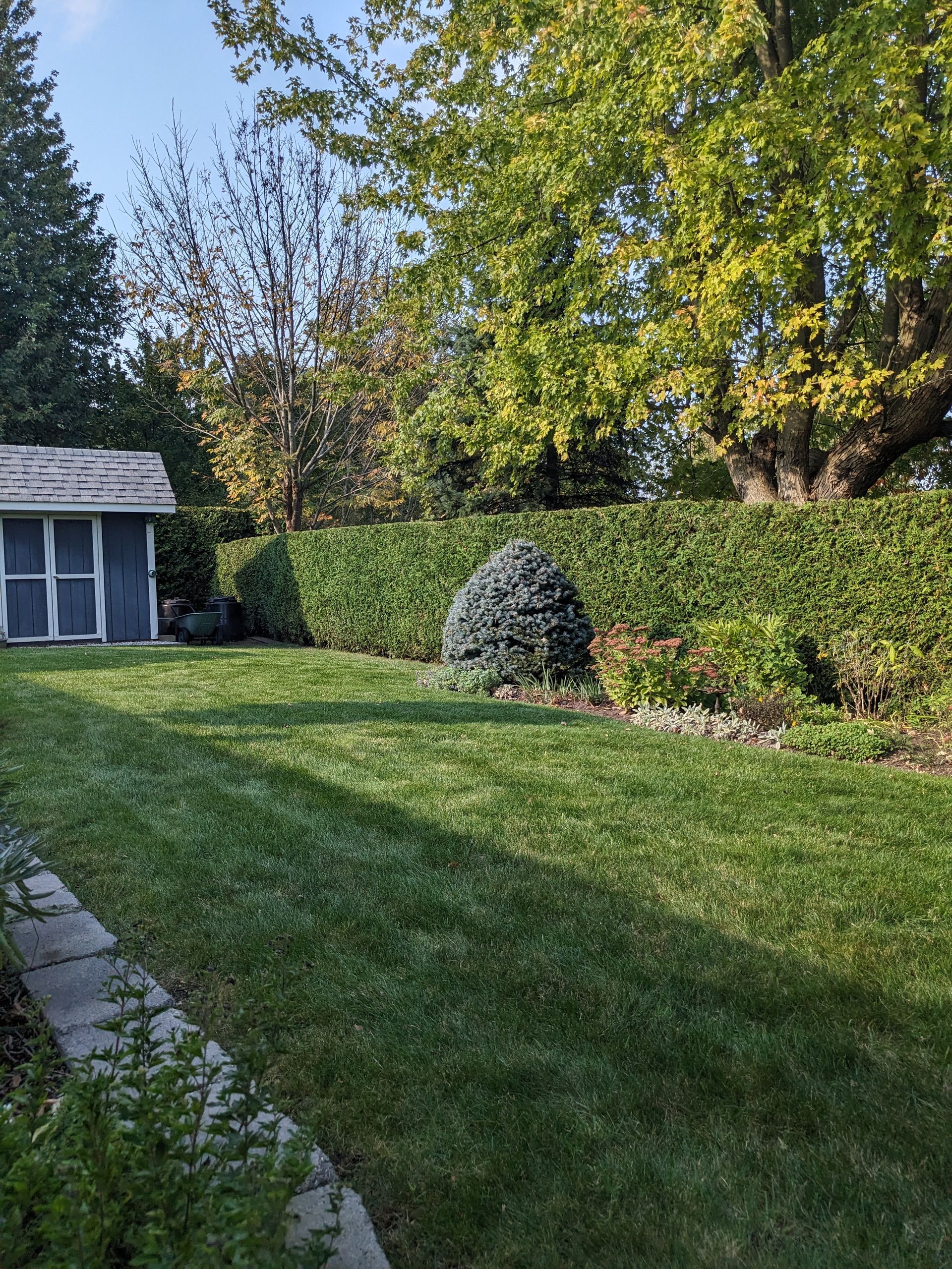 A backyard with a shed and a lush green lawn.