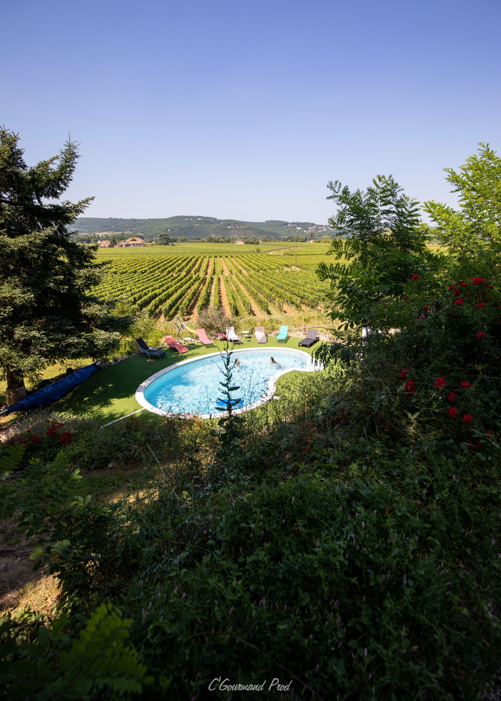 une grande piscine au milieu d'un vignoble