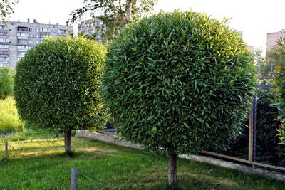 two round trees in the lawn