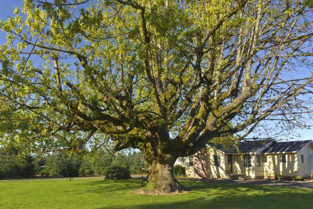 big tree beside the house