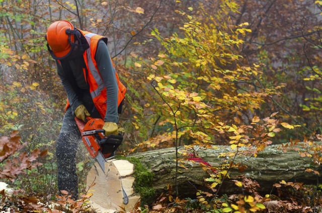 man cutting the tree