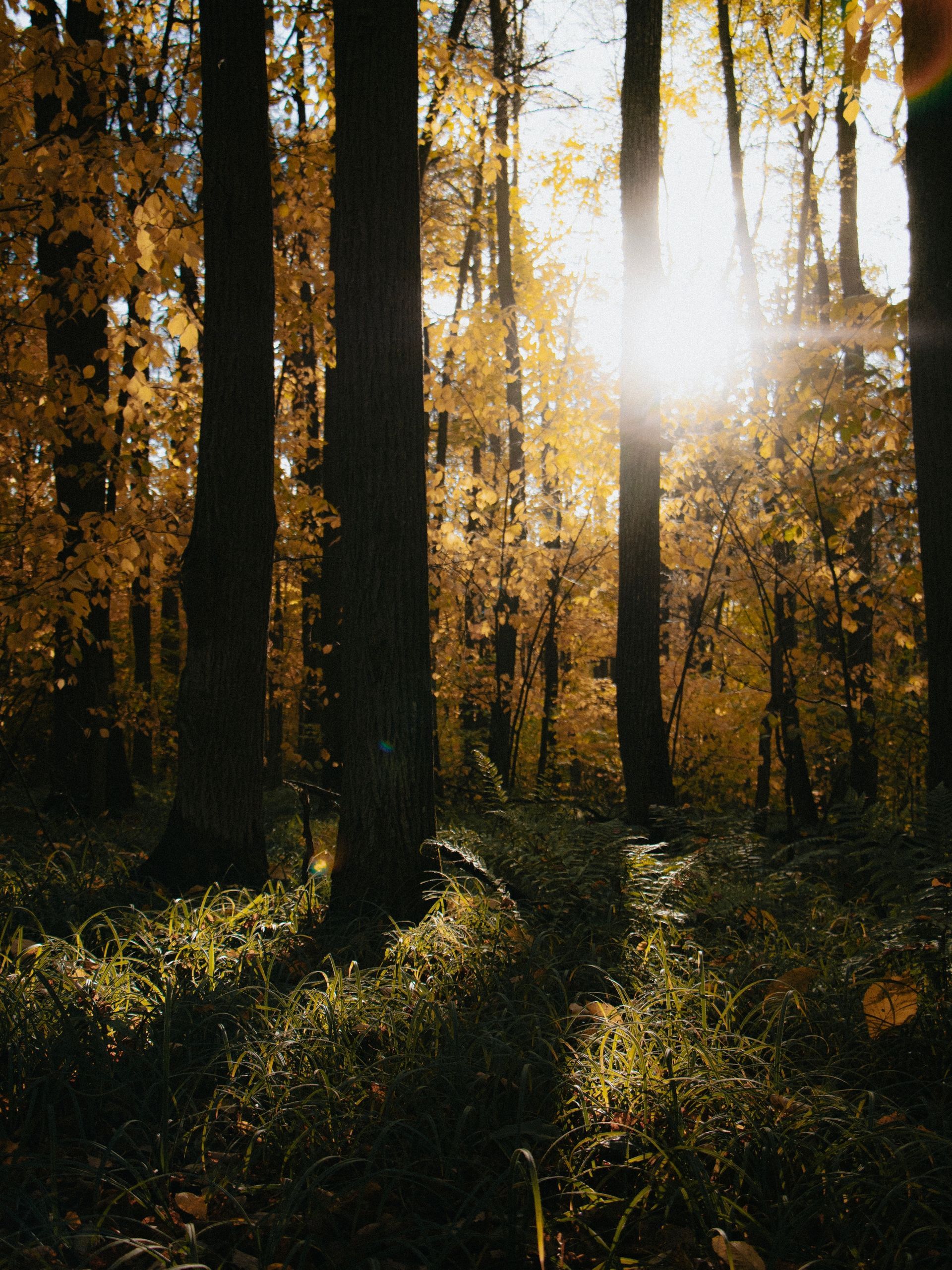 Sunlit forest with tall trees, golden leaves, and long shadows.