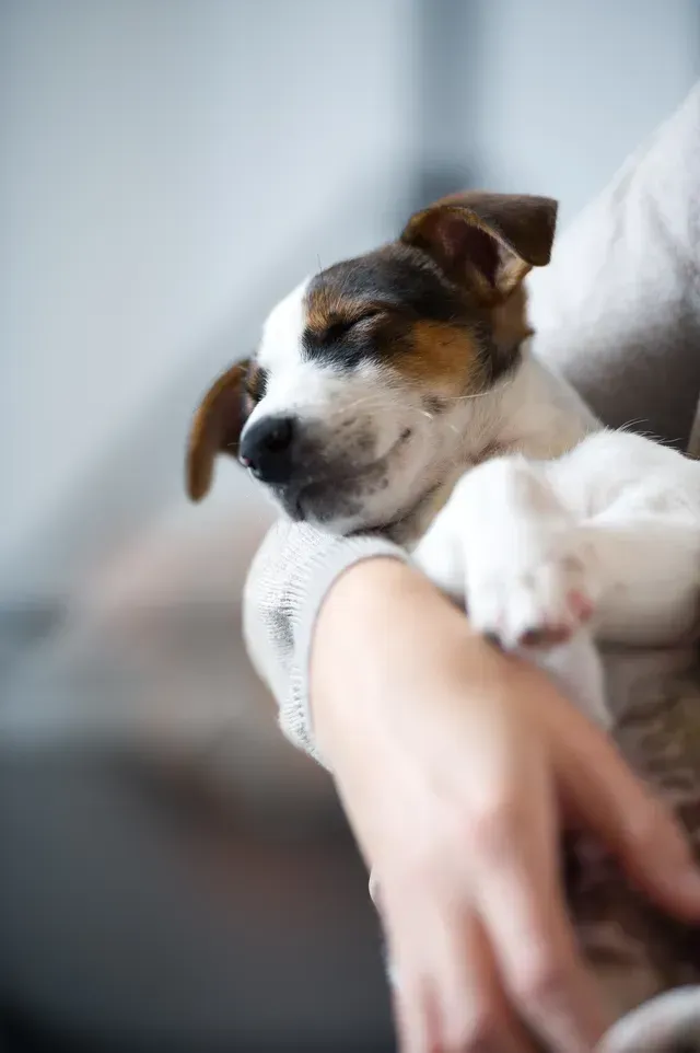 Sleeping puppy resting in a person’s arms on a soft couch.