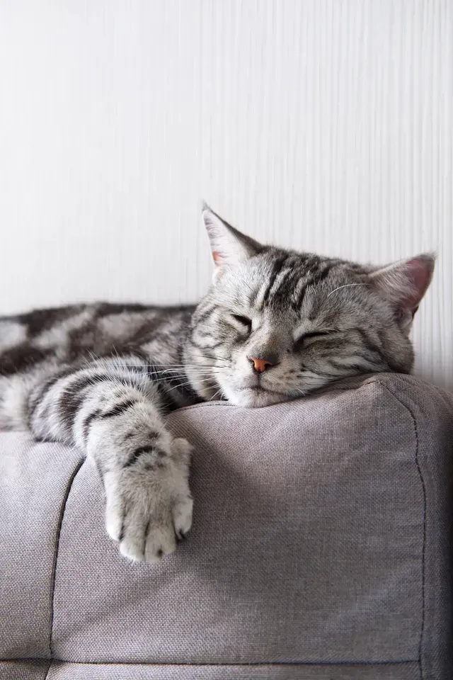 Sleeping gray tabby cat resting with one paw draped over a cushion in a softly lit room.
