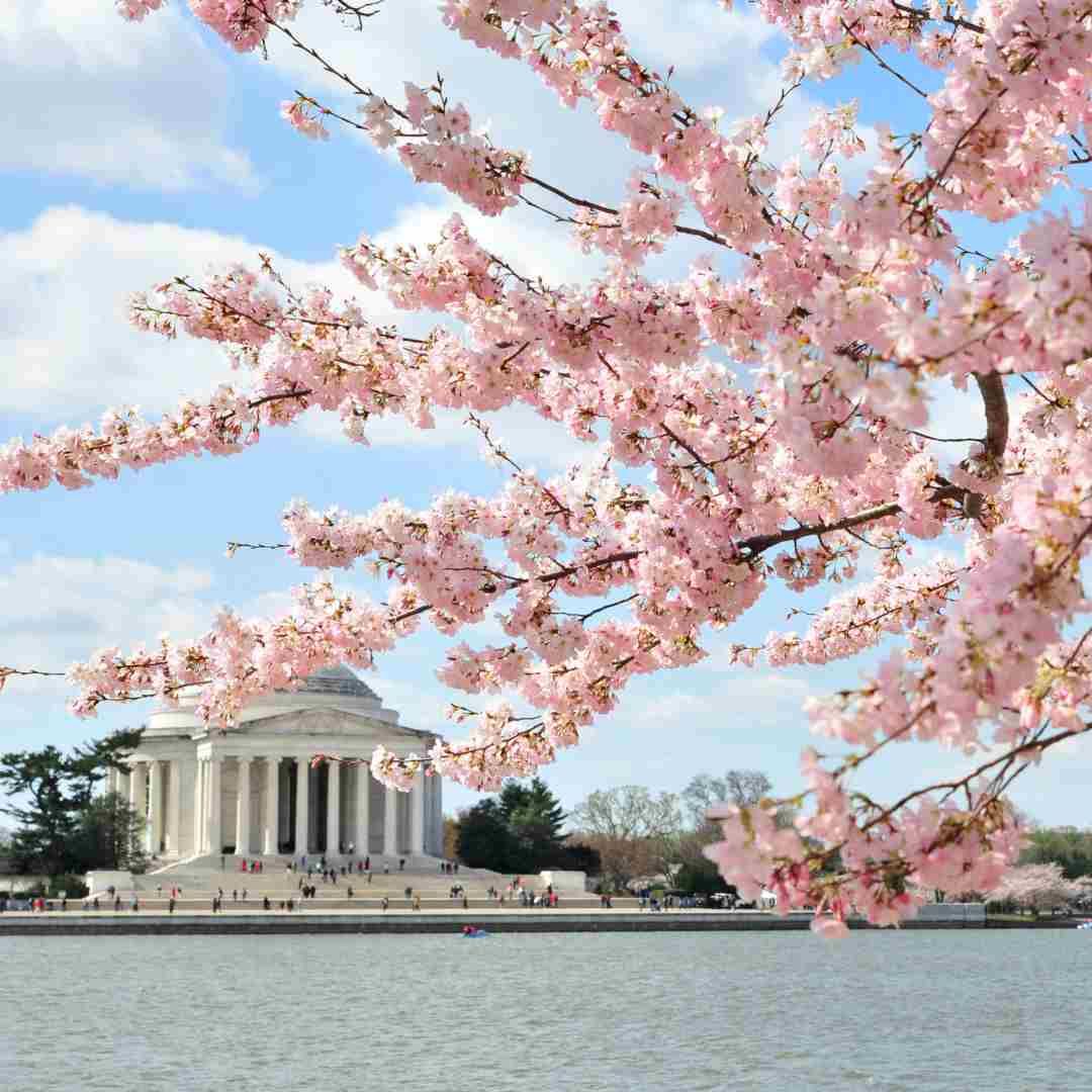 Washington Capitol building surrounded by cherry blossom trees in bloom