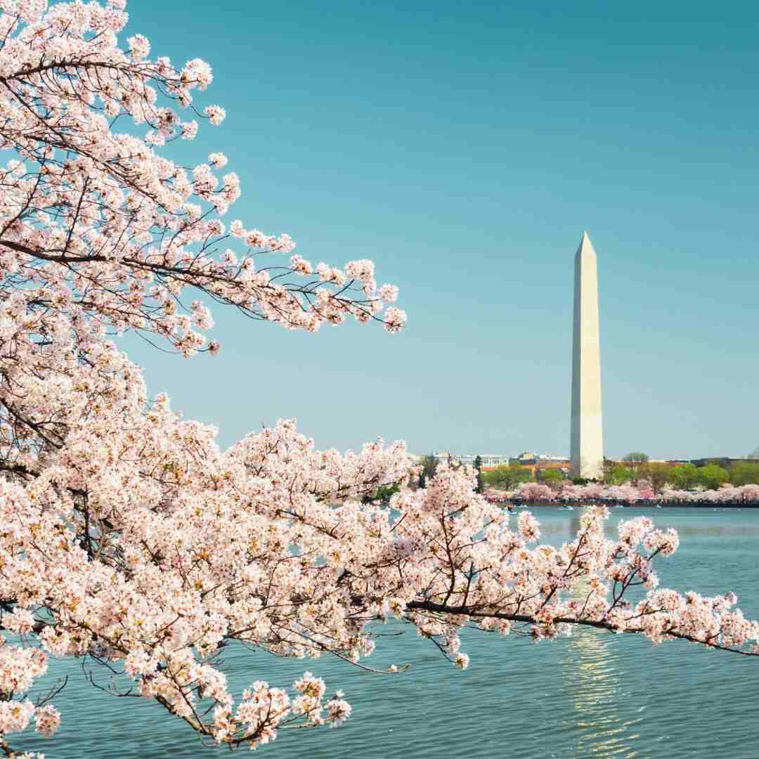 Cherry blossoms season in Washington DC
