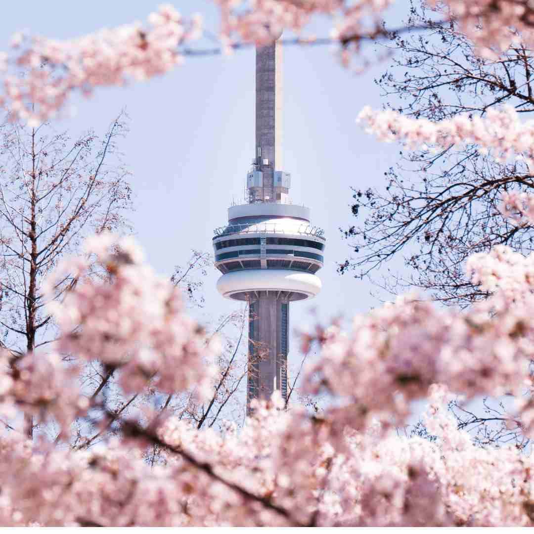 CN Tower in Toronto during cherry blossoms season