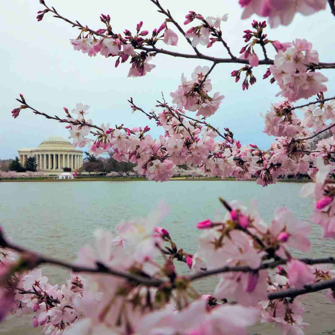 Capitol building in Washington DC among cherry blossoms season.