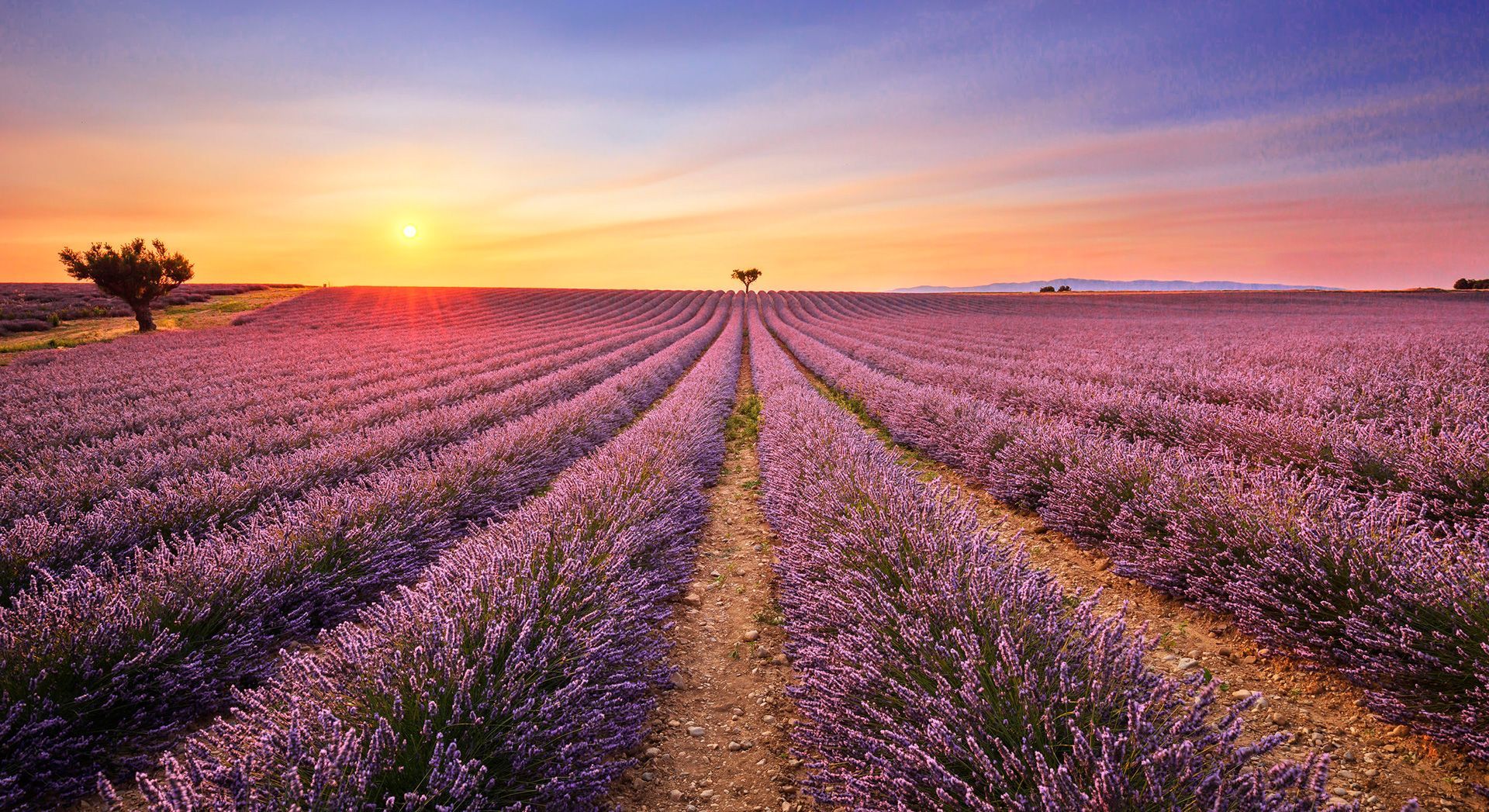 foto distese di fiori