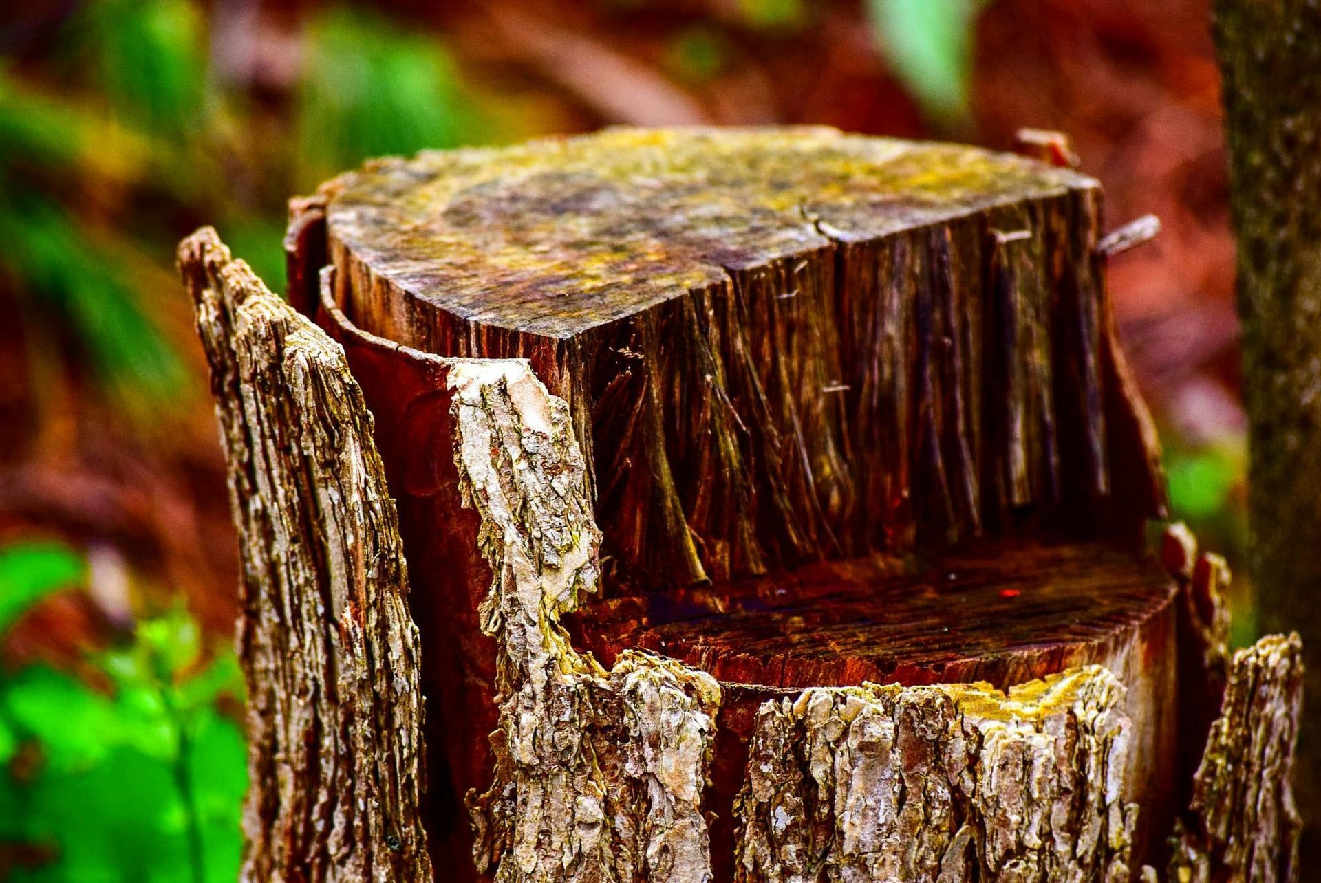 stump with green vegetation in the bakground