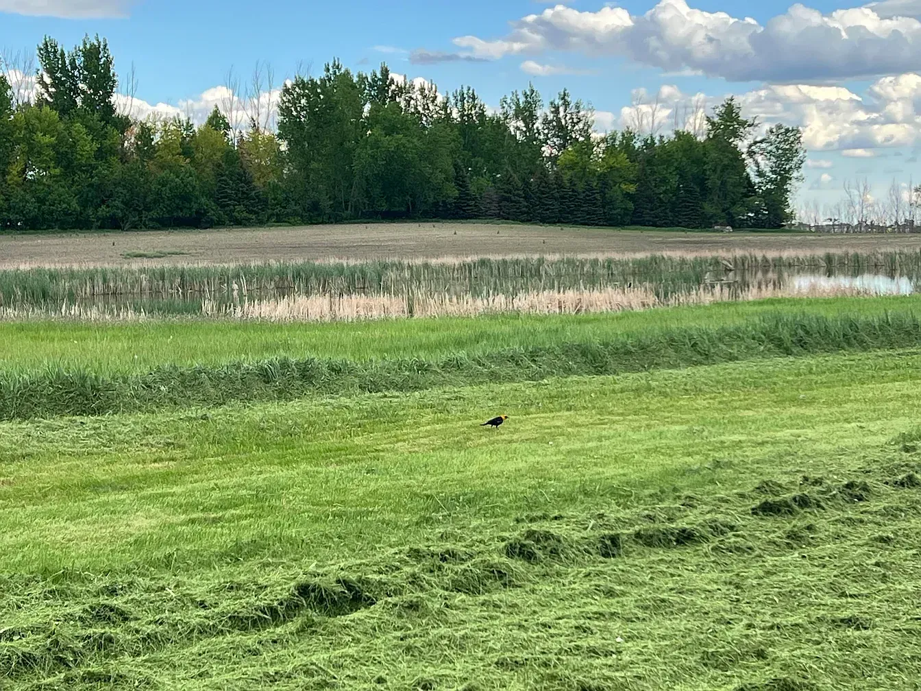 The Homestead on Goose Lake