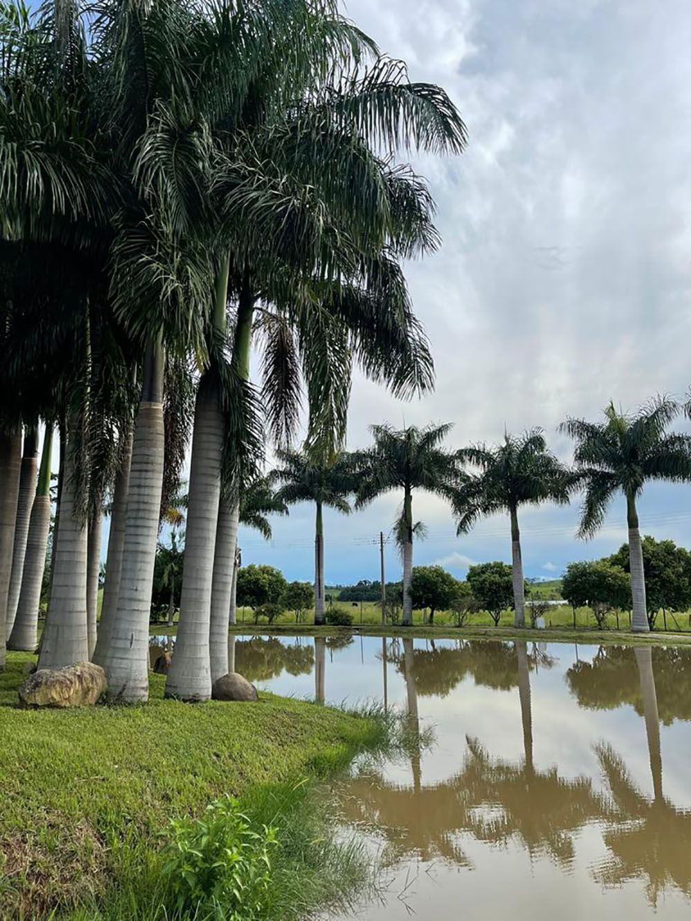 Palmeiras refletidas em águas calmas. Céu nublado sobre uma praia gramada.