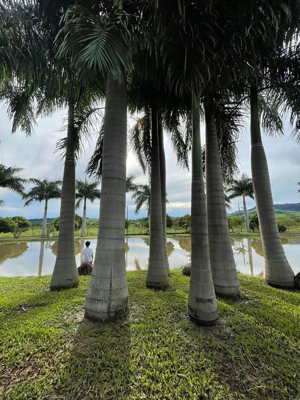 Palmeiras perto de um lago, pessoa sentada na grama, dia ensolarado.