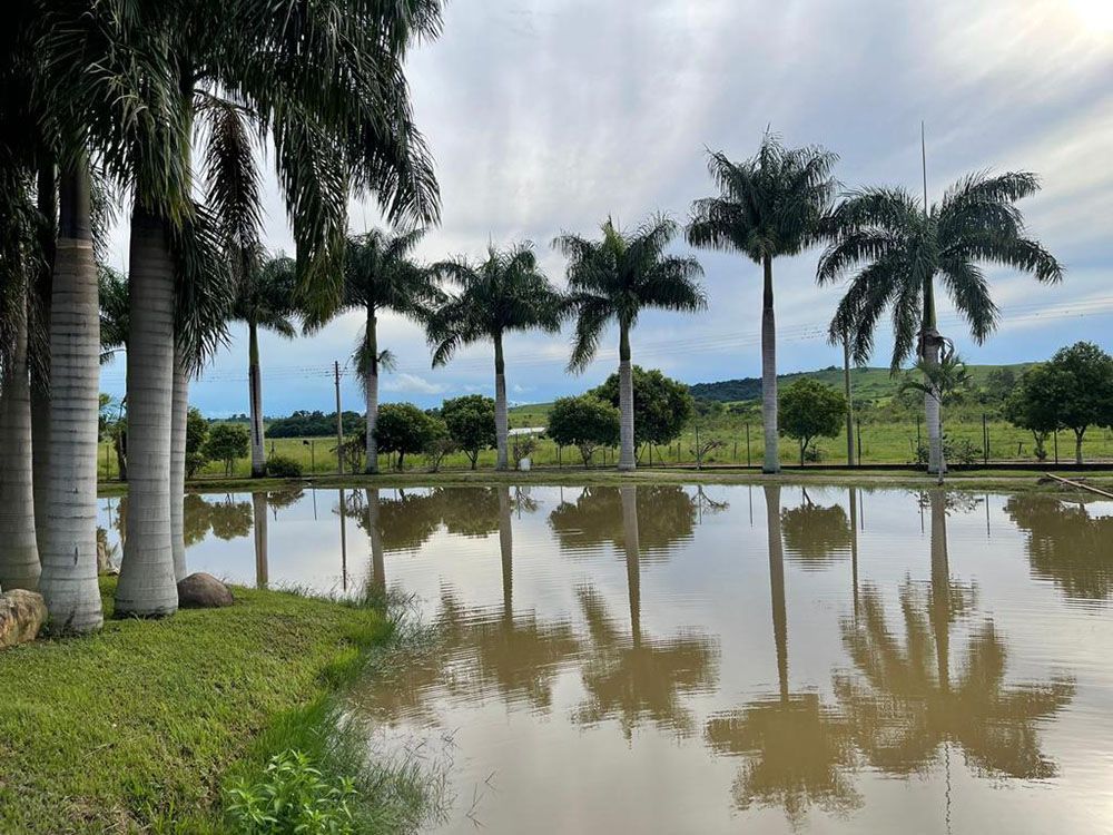 Palmeiras refletem em águas calmas; grama verde, céu azul e um campo distante.